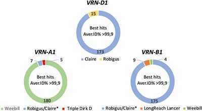 Long-Amplicon Single-Molecule Sequencing Reveals Novel, Trait-Associated Variants of VERNALIZATION1 Homoeologs in Hexaploid Wheat